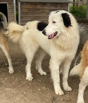 Namika, geb. ca. 02 2024, lebt in GRIECHENLAND, im städt. Tierheim Serres Bild 8