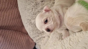 3 süsse chihuahua welpen Bild 3