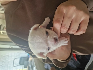 3 süsse chihuahua welpen Bild 4