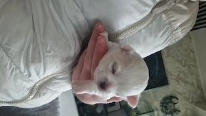 3 süsse chihuahua welpen Bild 2