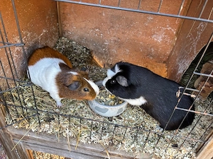 Süße Meerschweinchen