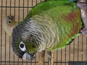 Grünwangenrotschwanzsittich Abzugeben. Er ist 2 Jahre alt und teils Zahm.