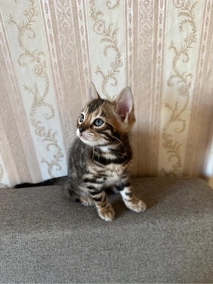 Bengal Kitten 