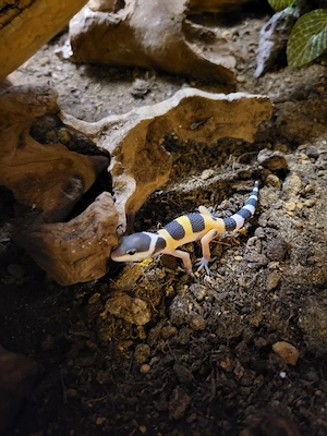 Leopardgeckos 0.0.4 Unbestimmt