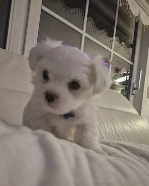 Malteser Mini Reinrassiger Rüde 