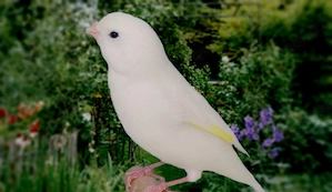 SUCHE Kanarienvogel, weiblich, weiß