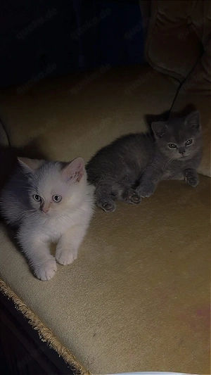    Süße BKH Katzen abzugeben   