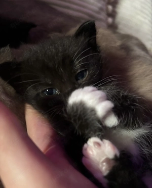 BHK-Ragdoll kitten männlich sucht noch neues Zuhause 