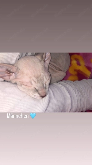 Don sphynx kitten 5 Wochen alt