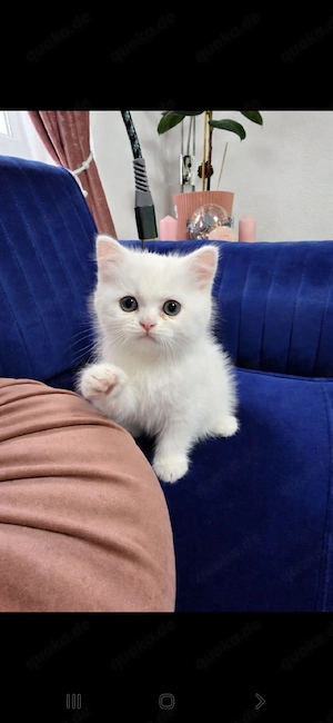 Wunderschöne weiße BKH Katze sucht ein liebevolles Zuhause     