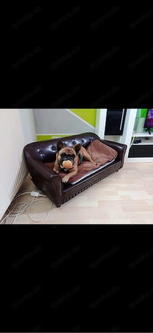 Französische Bulldoge