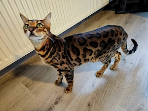 Herzens Kater 3 Jahre