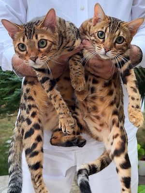 Schöne bengalische Kätzchen verfügbar