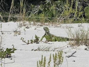 Leidenschaft im Alter 