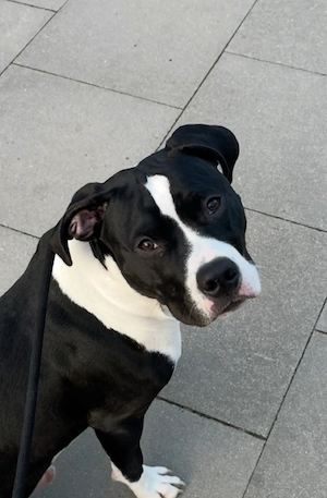    Liebevolles Zuhause für jungen, kräftigen Mischlingsrüden gesucht