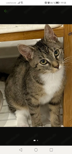 Junge Katze abzugeben 