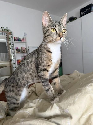 Junge Katze abzugeben 