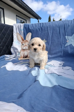 nur noch 3 Welpen suchen ihr Für-immer-Zuhause 