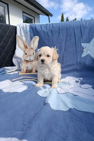 nur noch 3 Welpen suchen ihr Für-immer-Zuhause 