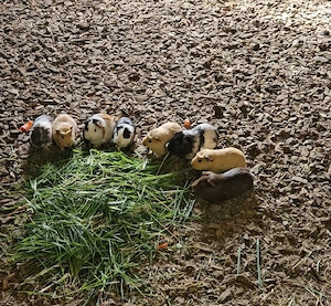 Meerschweinchen männlich  Bild 2