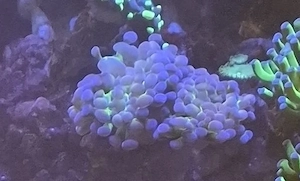 Euphyllia hologramm 2 köpfe Meerwasser