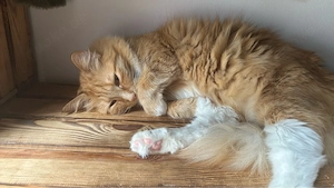 Auf der Suche nach Zweitkatze