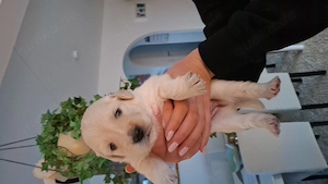 Wunderschöne Labrador Australien Shepherd Welpen 