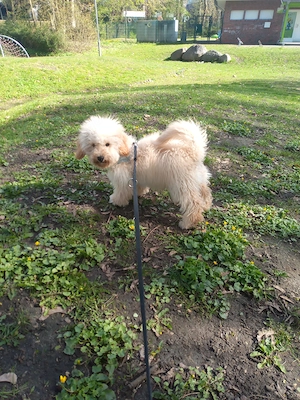 Hund schweren Herzens abzugeben Bild 2