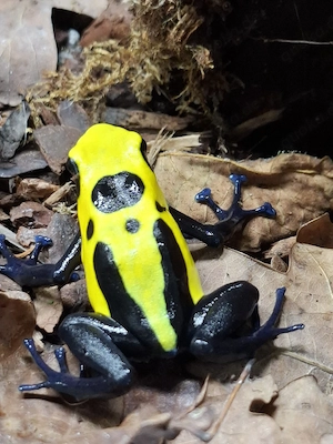 Dendrobates t. citronella Männchen 