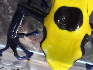 Dendrobates t. citronella Männchen  Bild 2