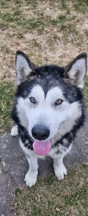 *NANOOK* - freundlich, menschenbezogen, intelligent, aufmerksam, lernfähig, aber rüdenunverträglich