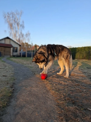 *NANOOK* - freundlich, menschenbezogen, intelligent, aufmerksam, lernfähig, aber rüdenunverträglich Bild 3