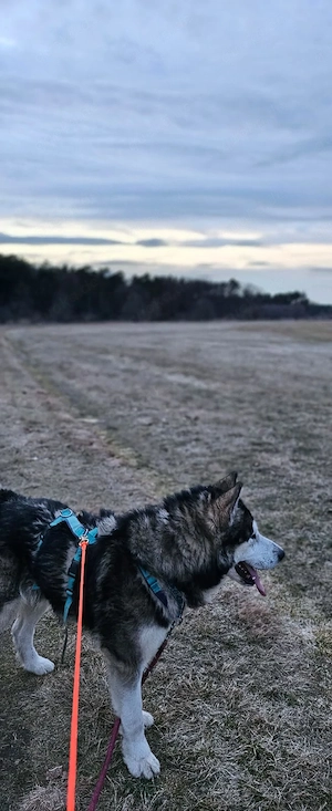 *NANOOK* - freundlich, menschenbezogen, intelligent, aufmerksam, lernfähig, aber rüdenunverträglich Bild 5