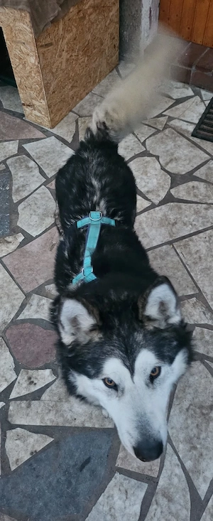 *NANOOK* - freundlich, menschenbezogen, intelligent, aufmerksam, lernfähig, aber rüdenunverträglich Bild 4