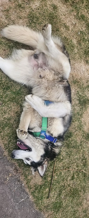 *NANOOK* - freundlich, menschenbezogen, intelligent, aufmerksam, lernfähig, aber rüdenunverträglich Bild 2