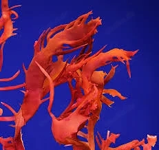 Höhere Algen Meerwasser Salzwasser Aquarium TOP !