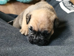 französische bulldogge mix 