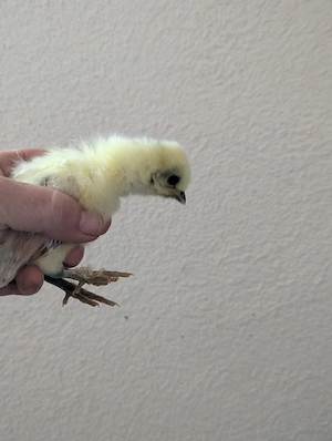 Kücken Zwergseidenhühner und Showgirl 