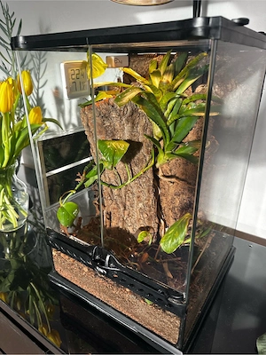 Caribena versicolor weibchen ExoTerra komplettset 