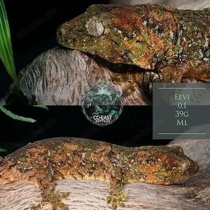 m. Chahoua flechtengecko 1.1 zuchtpaar