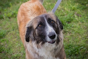 *BALU* - freundlich, fröhlich, sozial, menschenlieb, leinenführig, und er lernt sehr gerne. 