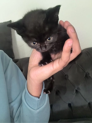 mischling katze zu verkaufen