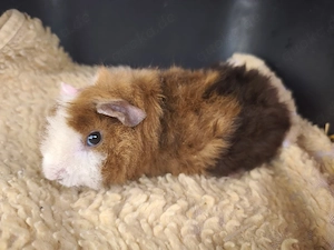 männliche Meerschweinchen Babys 