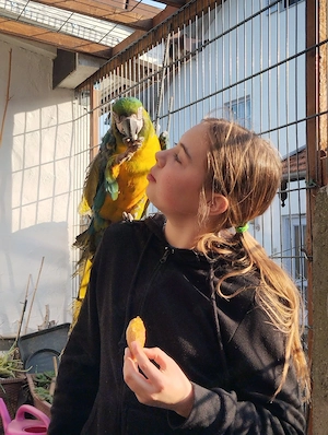 hybridara Weibchen Ara