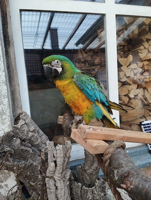 hybridara Weibchen Ara