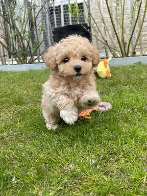 Letzer Maltipoo Rüde noch frei!