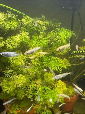 30x Medaka NZ von Spätsommer 2025 , heute 60,-FP. 