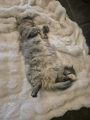 Süsse gesunde Main Coon-Neva Masquarade Mischlingskitten 