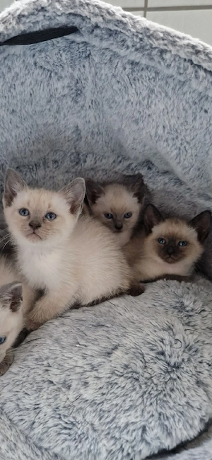 Siamkitten  Reinrassige 