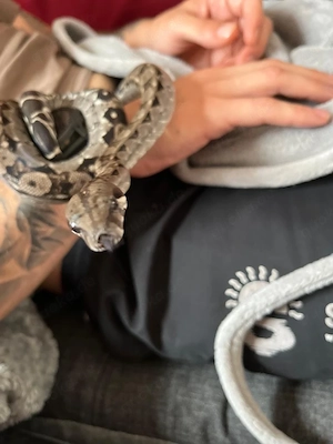 Boa,kaiserboa  Bild 2